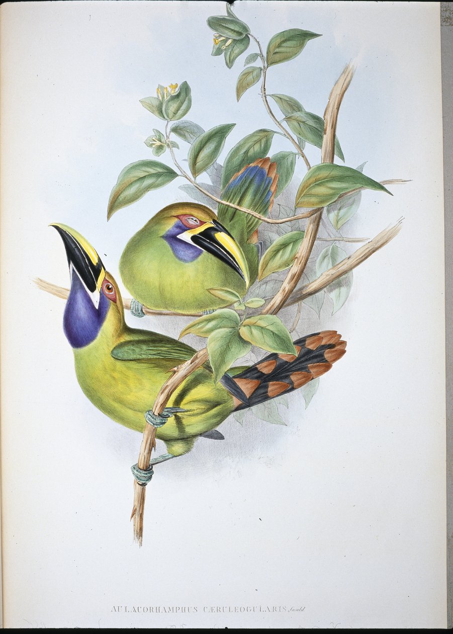 Tukan z dziobem błękitnym (Aulacoramphus Caeruleogularis) (ręcznie barwiony litho) autorstwa John (after) Gould