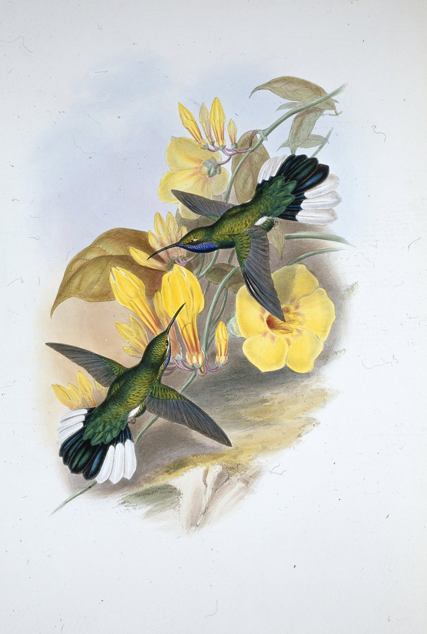 Błękitnogardło szabloskrzydłe (Campylopterus Ensipennis) (ręcznie barwione lito) autorstwa John (after) Gould