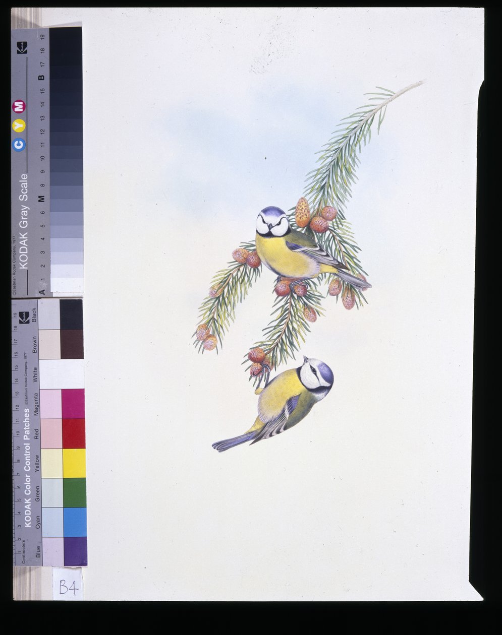 Modraszka (Parus Caeruleus) (ręcznie kolorowana litho) autorstwa John (after) Gould