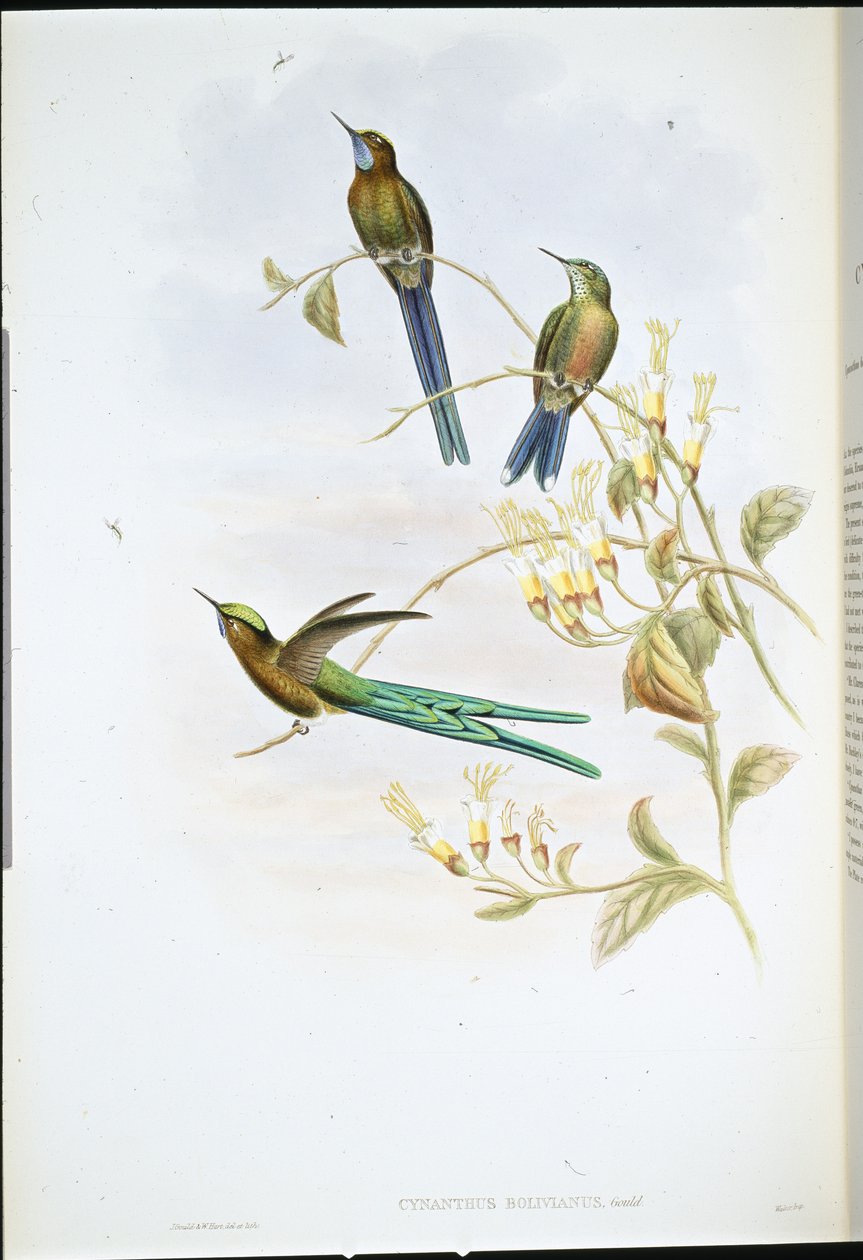 Boliwijski Sylf (Cynanthus Bolivianus) (lito ręcznie kolorowane) autorstwa John (after) Gould