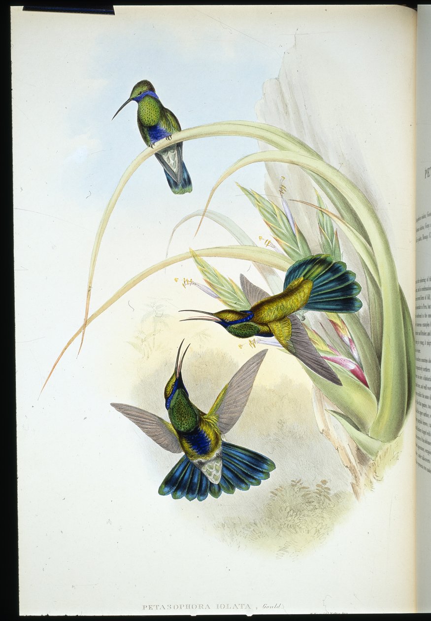 Ucho boliwijskie fioletowe (Petasophora Iolata) (ręcznie barwione litho) autorstwa John (after) Gould