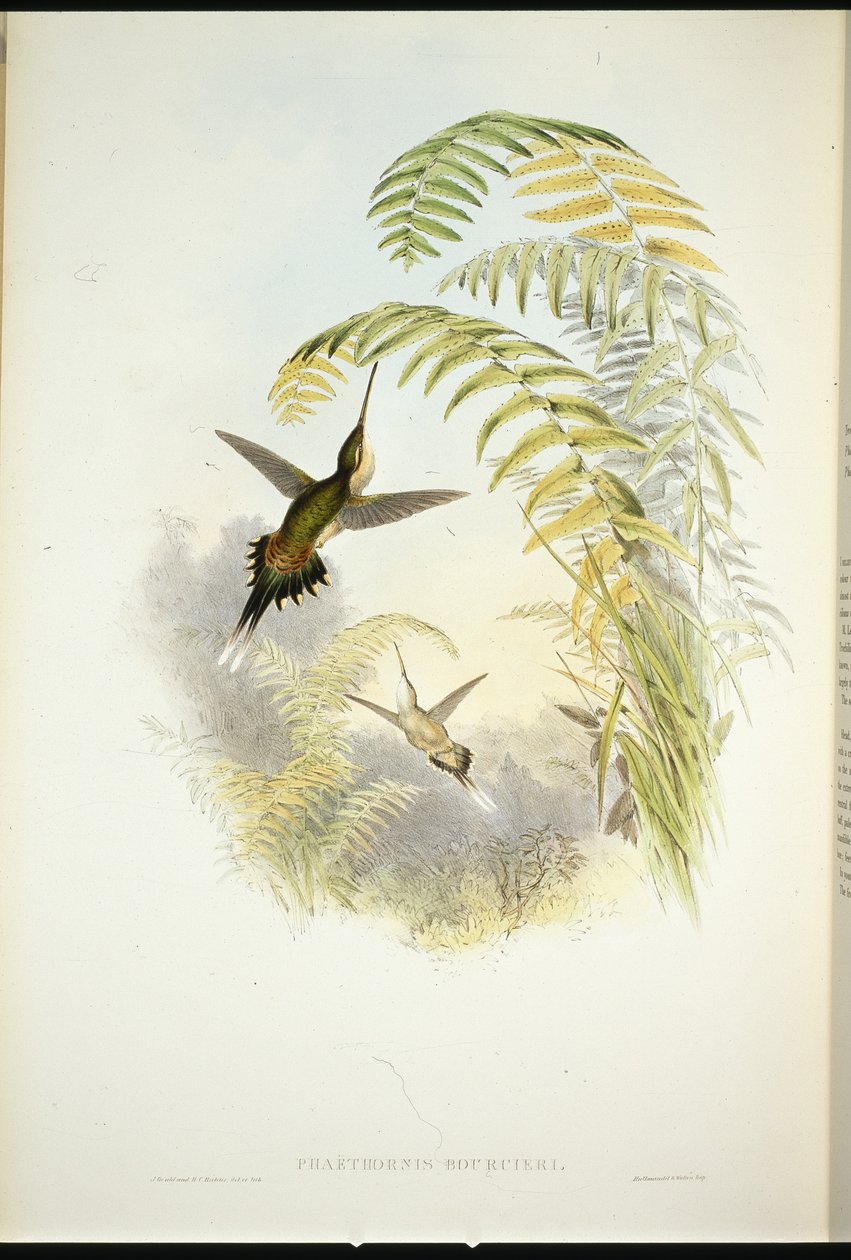 Pustelnik Bourcier (Phaethornis Bourcieri) (ręcznie barwiony lito) autorstwa John (after) Gould