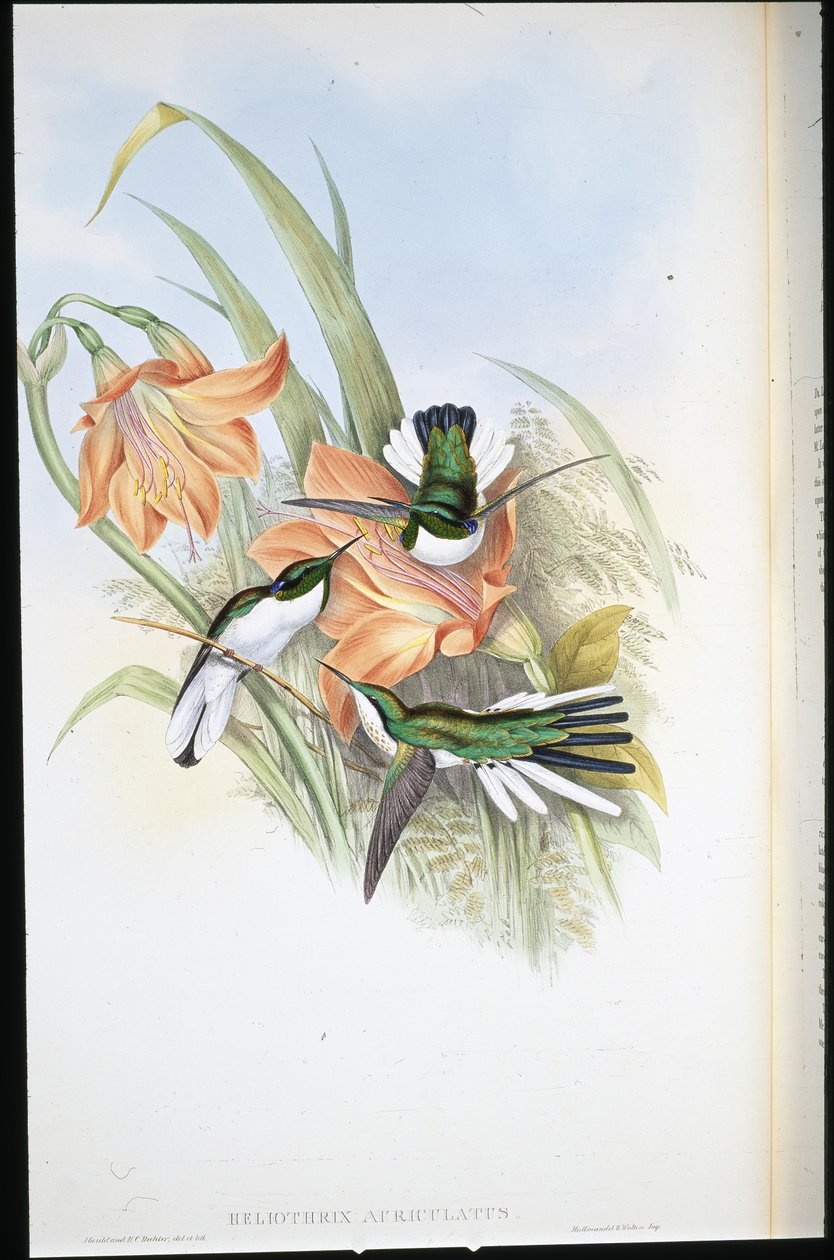 Brazylijska Wróżka (Heliothrix Auriculatus) (lito ręcznie kolorowane) autorstwa John (after) Gould