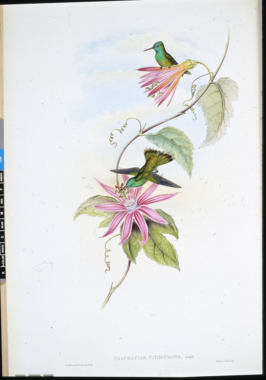 Szmaragd błyskotliwy (Thaumatias Nitidifrons) (litografia ręcznie kolorowana) autorstwa John (after) Gould