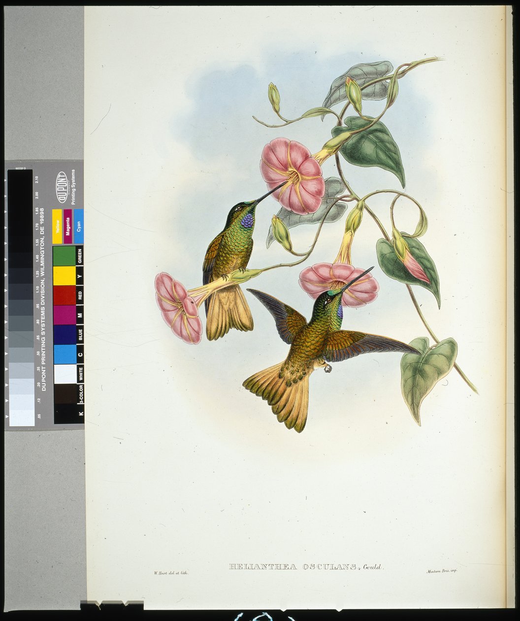 Buff-tailed Star-frontlet (helianthea osculans) (ręcznie barwiony litho) autorstwa John (after) Gould