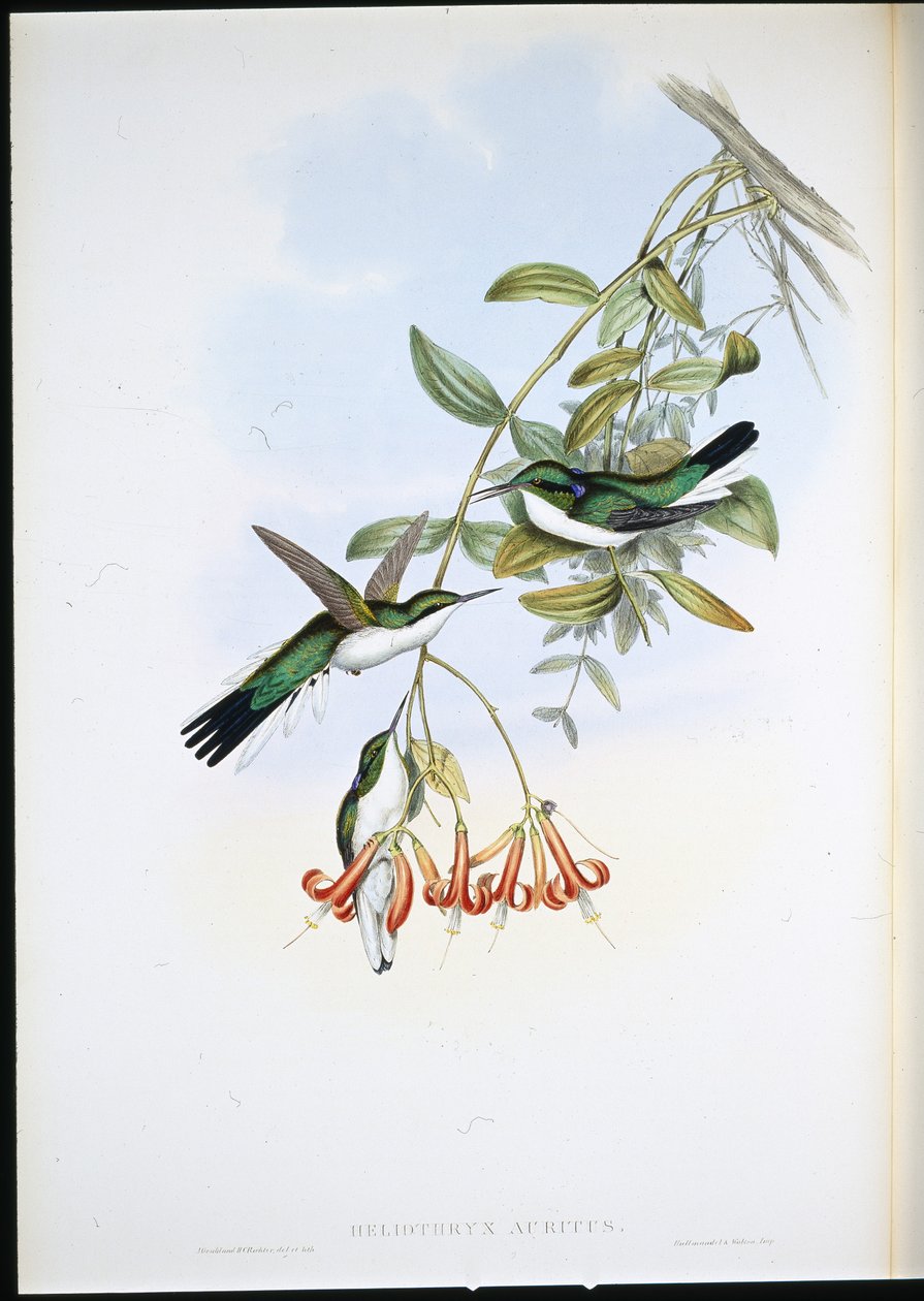 Cayenne Fairy (Heliothryx Auritus) (lito ręcznie kolorowane) autorstwa John (after) Gould