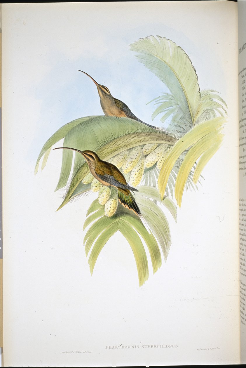 Cayenne Hermit (Phaethornis Superciliosus) (ręcznie barwiony lito) autorstwa John (after) Gould