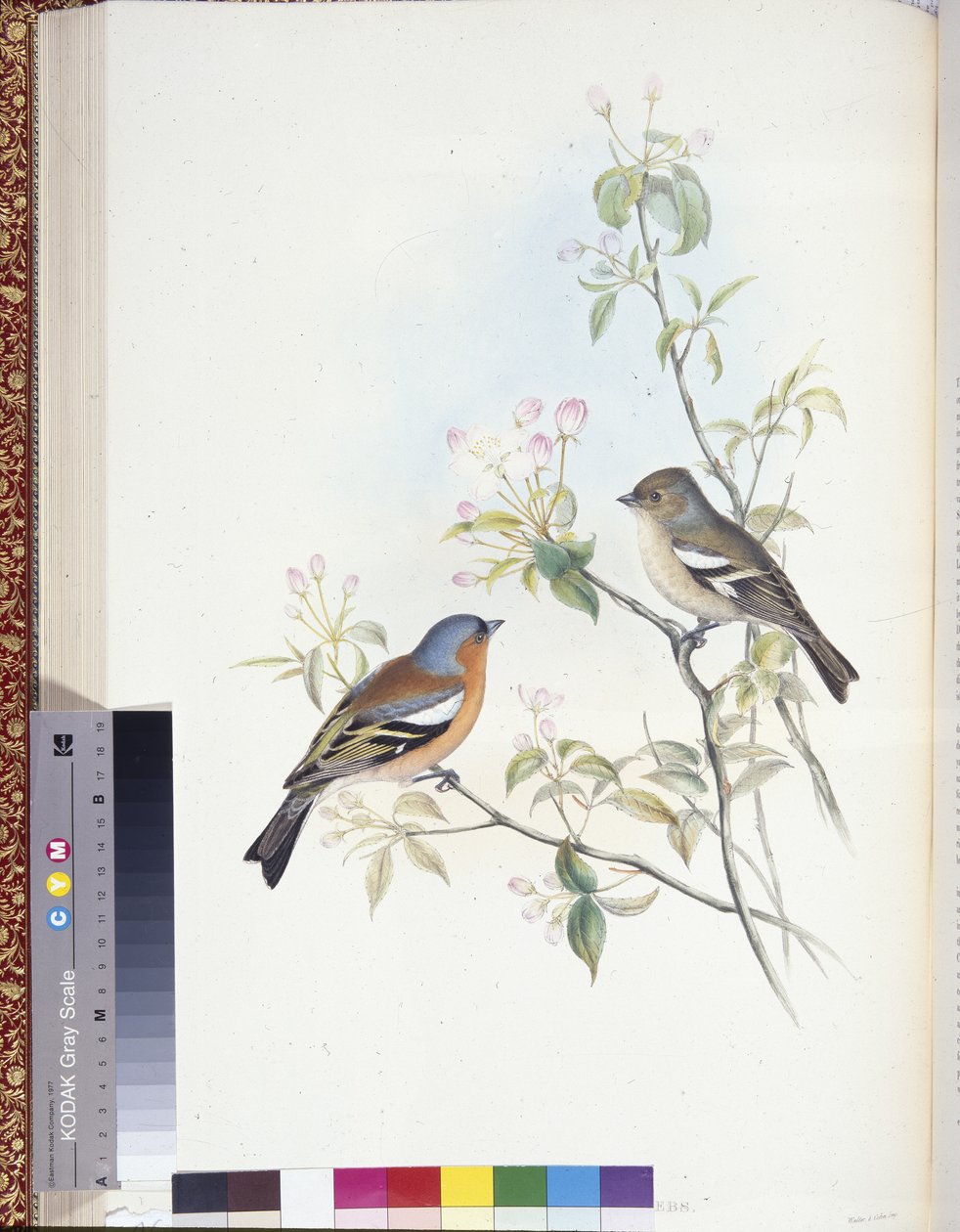 Zięba (Fringilla Caelebs) (członkowie ręcznie kolorowani) autorstwa John (after) Gould