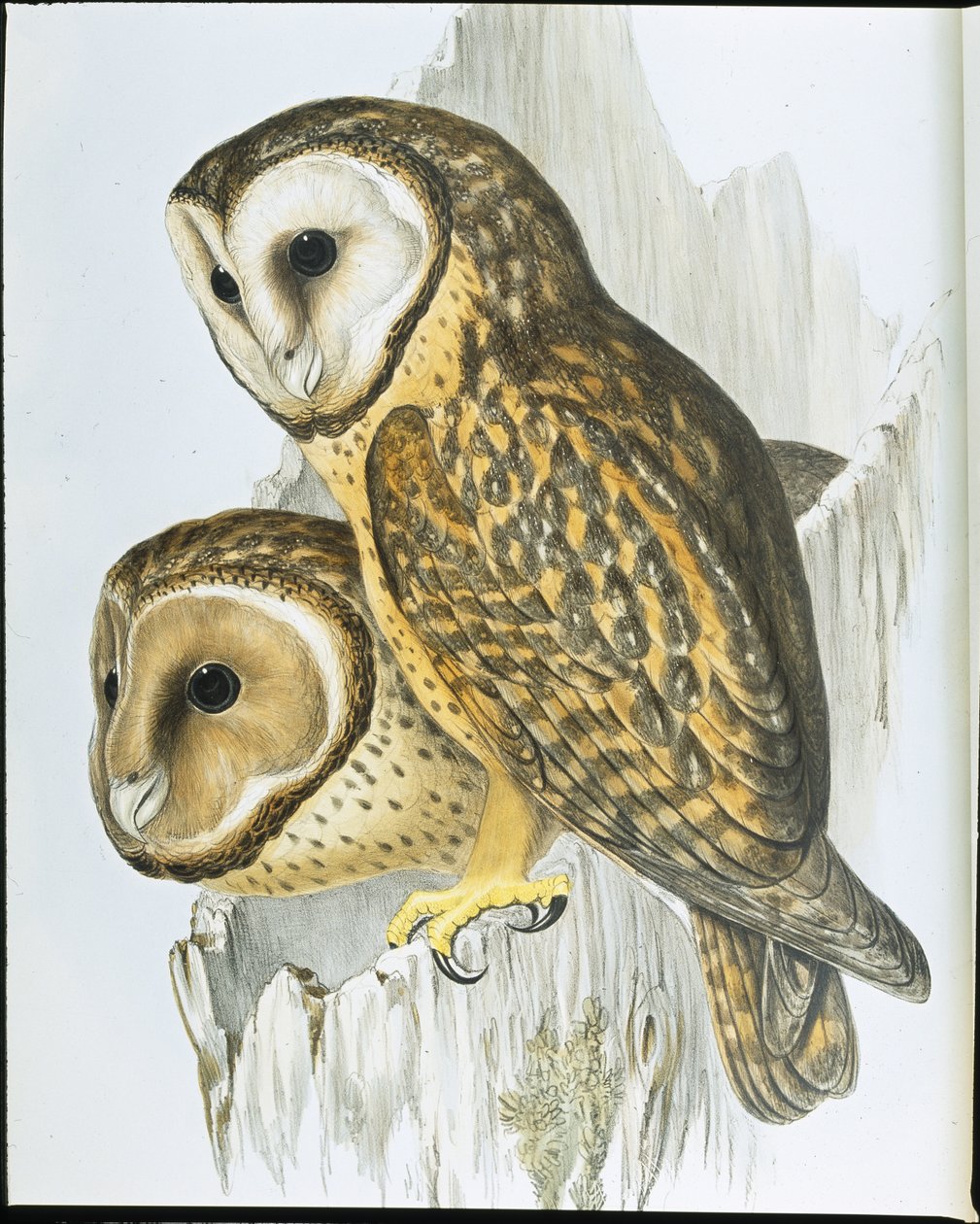 Sowa kasztanowata (Strix Castanops) (lito ręcznie kolorowane) autorstwa John (after) Gould