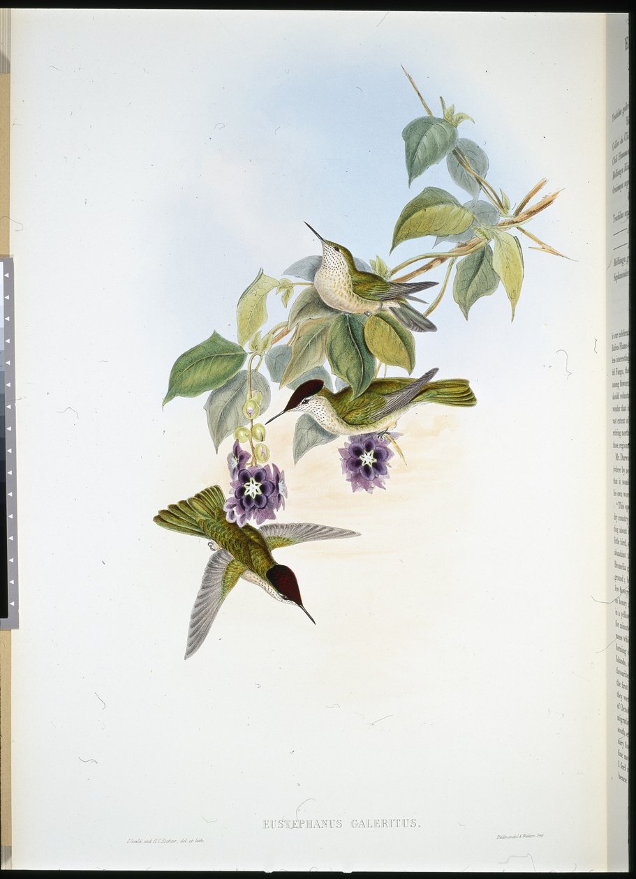 Chilijska korona ognista (Eustephanus Galeritus) (lito ręcznie kolorowane) autorstwa John (after) Gould