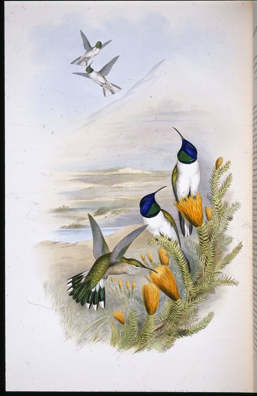 Chimobrazian Hill-Star (Oreotrochilus Chimborazo) (lito ręcznie kolorowane) autorstwa John (after) Gould
