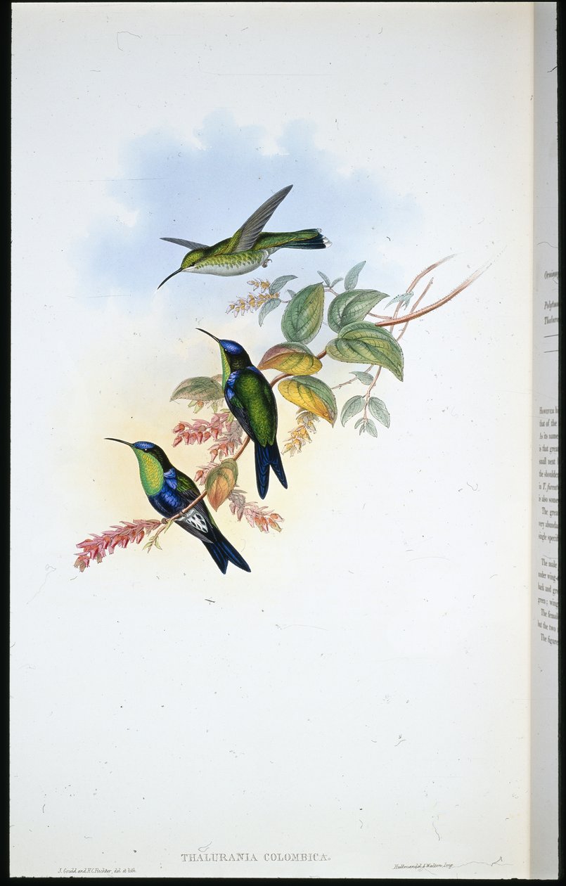 kolumbijskie panoplity / kolumbijska nimfa leśna (Thalurania Colombica) (litografia ręcznie kolorowana) autorstwa John (after) Gould