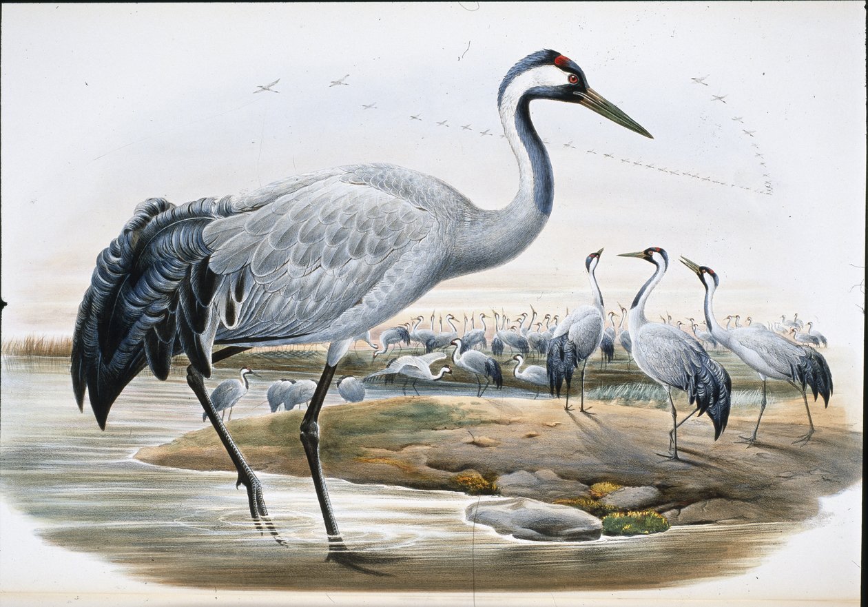 Żuraw zwyczajny (Grus Cinerea0 (ręcznie barwiony litho) autorstwa John (after) Gould