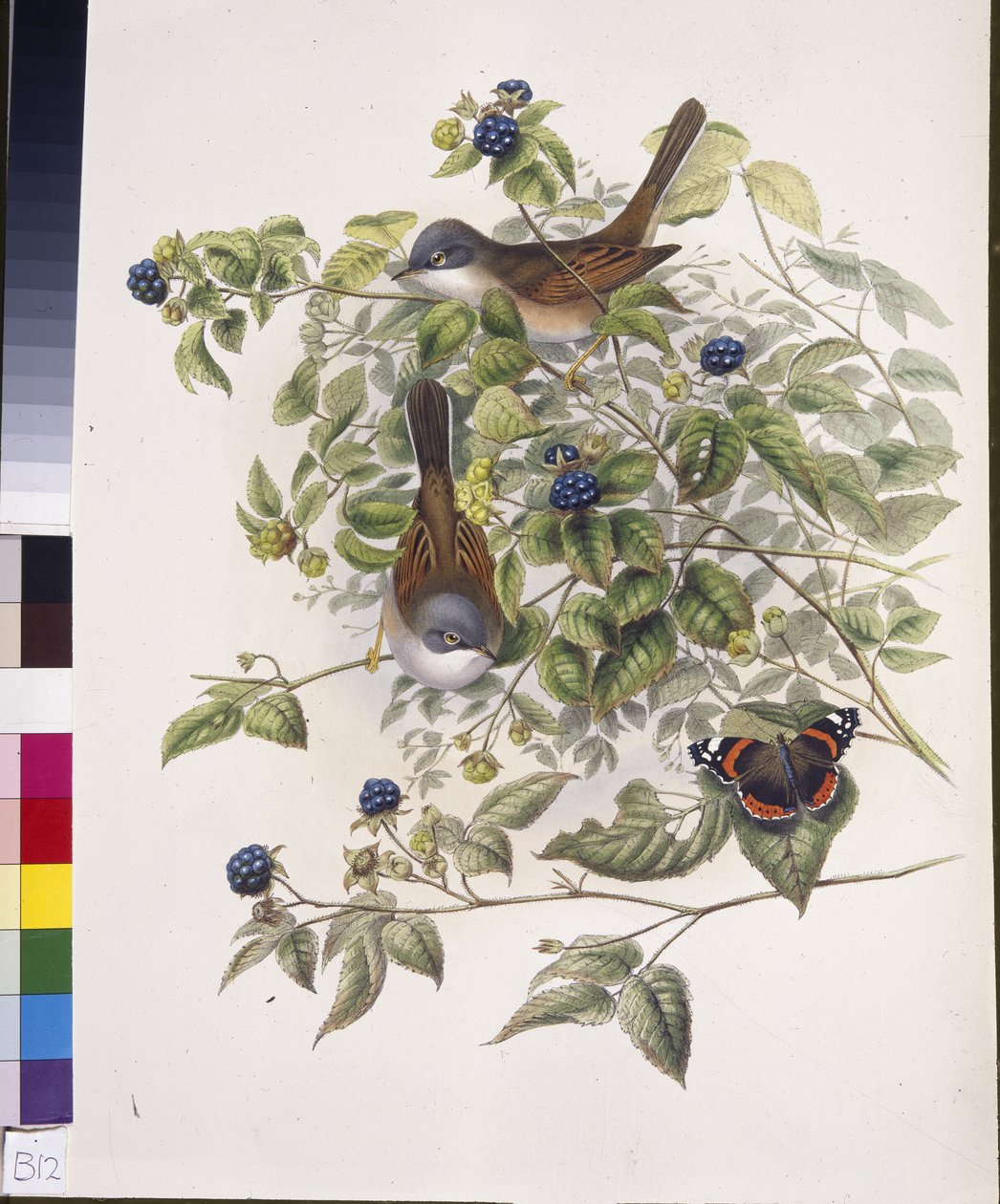 Cieplówka pospolita (Sylvia communis) (lito ręcznie kolorowane) autorstwa John (after) Gould