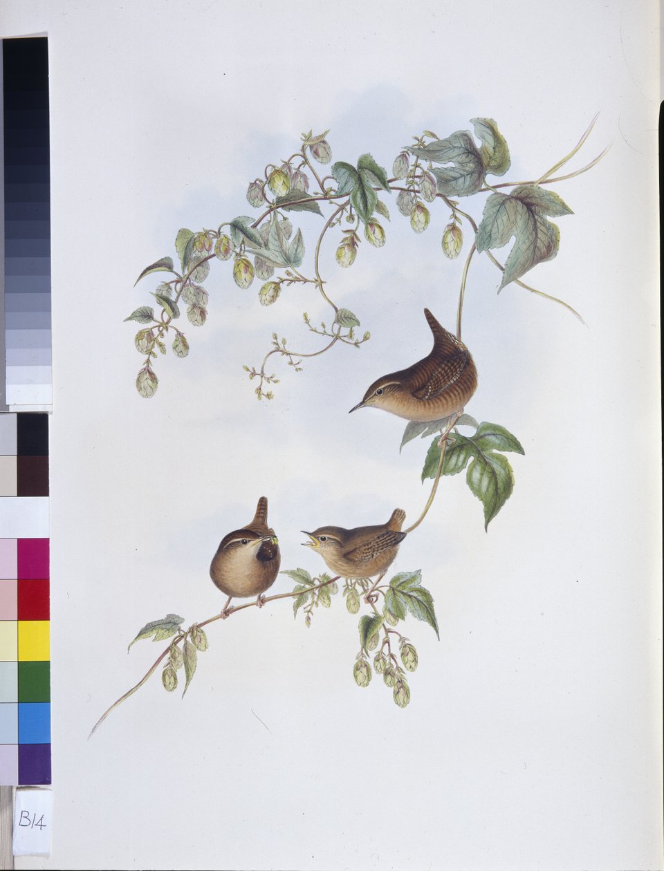 Strzyżyk zwyczajny (Troglodytes Europeus) (ręcznie barwiony lito) autorstwa John (after) Gould