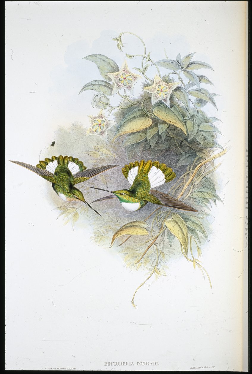 Inka Conrada (Bourcieria Conradi) (lito ręcznie kolorowane) autorstwa John (after) Gould