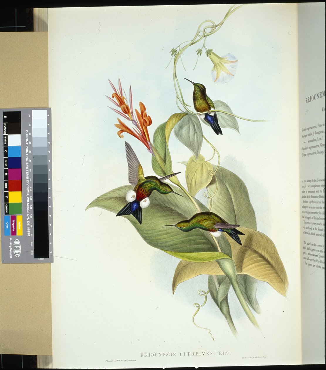 Miedziano-brzuch udka (eriocnemis cupreiventris) (ręcznie barwiony litho) autorstwa John (after) Gould