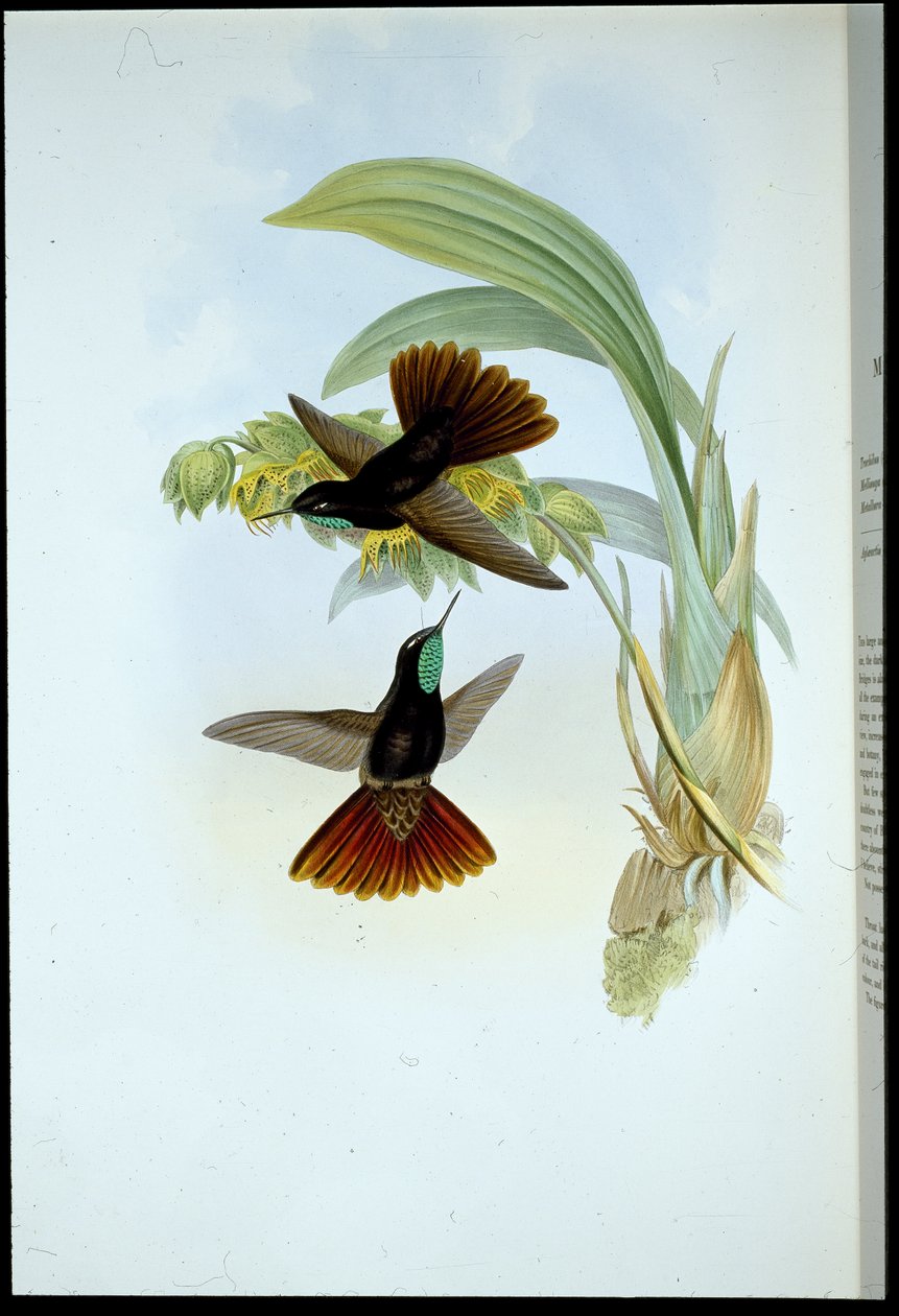 Miedziany ogon (Metallura Cupreicauda) (lito ręcznie kolorowane) autorstwa John (after) Gould