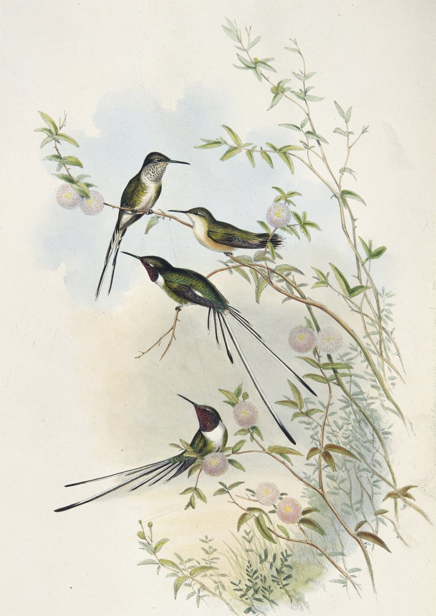 Ścinający ogon Cory (ręcznie barwiony litho) autorstwa John (after) Gould
