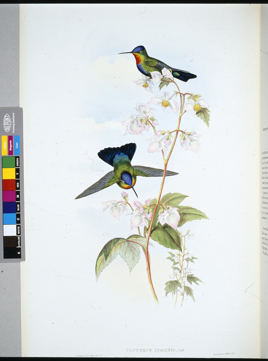 Koliber kostarykański (Panterpeinsignis) (ręcznie barwiony litho) autorstwa John (after) Gould