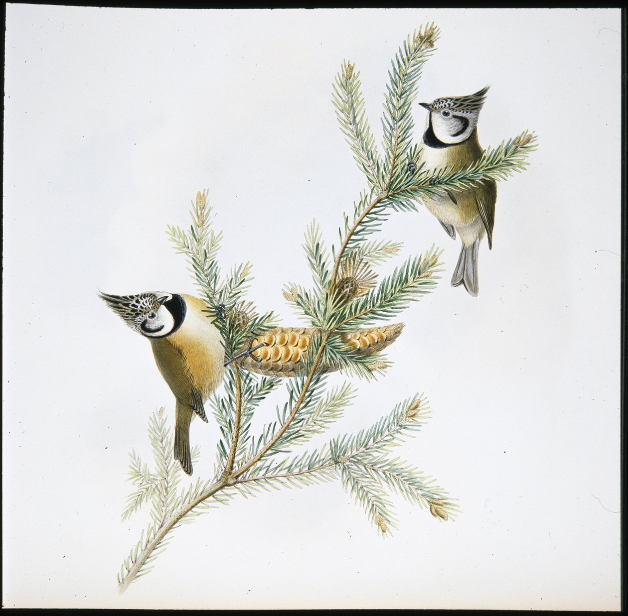 Czubatka (Parus Cristatus) (ręcznie kolorowana lito) autorstwa John (after) Gould