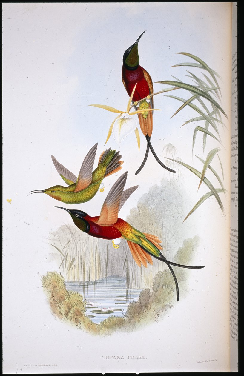 Karmazynowy Topaz (Topaza Pella) (ręcznie barwiony litho) autorstwa John (after) Gould