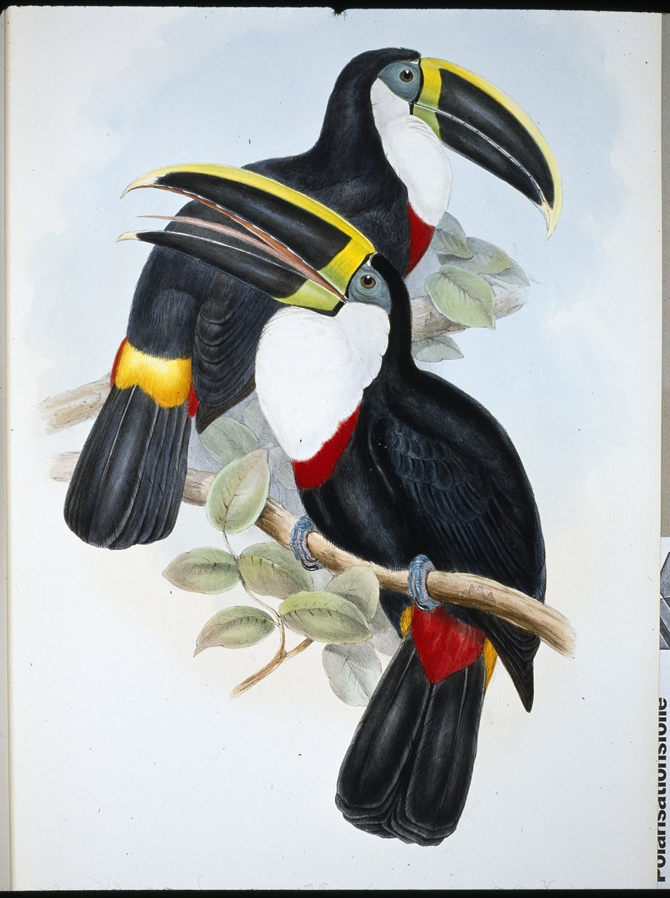 Kulminowany Tukan (Ramphastos Culminatus) (ręcznie barwiony lito) autorstwa John (after) Gould