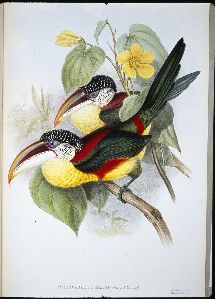 Aracari kędzierzawy (Pteroglossus Beauharnaisi) (ręcznie barwiony litho) autorstwa John (after) Gould