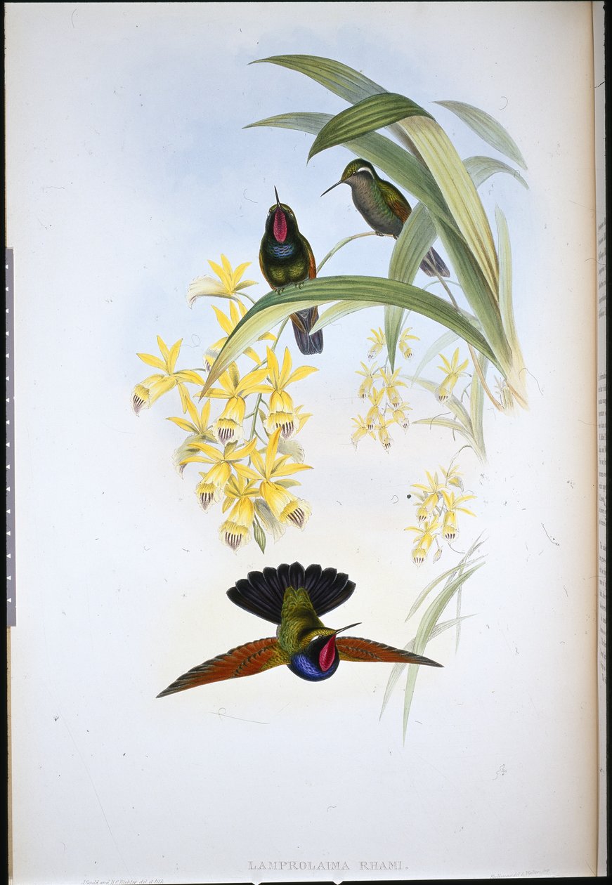 Dr Rahmass Grant (macica Lamberlama) (Handselard Leith) autorstwa John (after) Gould