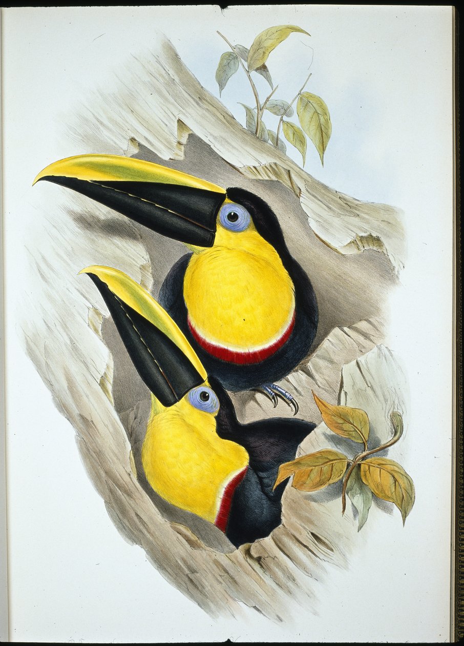 Wątpliwy Tukan (Ramphastos Ambiguus) (lito ręcznie kolorowane) autorstwa John (after) Gould