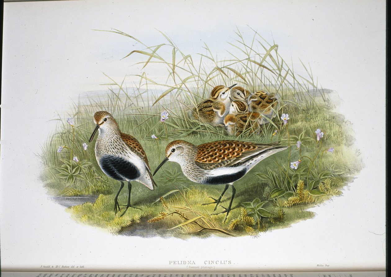 Dunlin (Pelidna Cinclus) (lito ręcznie kolorowane) autorstwa John (after) Gould