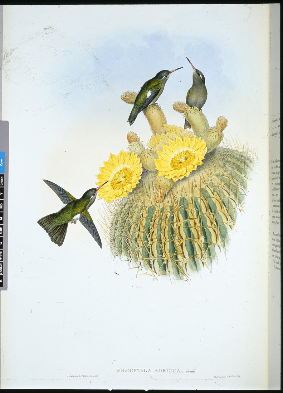 Dusky Humming Bird (Phaeoptila Sordida) (ręcznie barwiony lito) autorstwa John (after) Gould