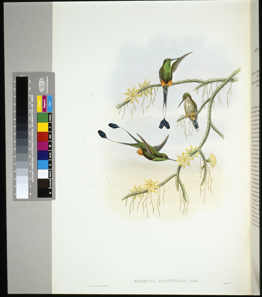 Ekwador Rakieta (spathura solstitialis) (ręcznie barwiony litho) autorstwa John (after) Gould