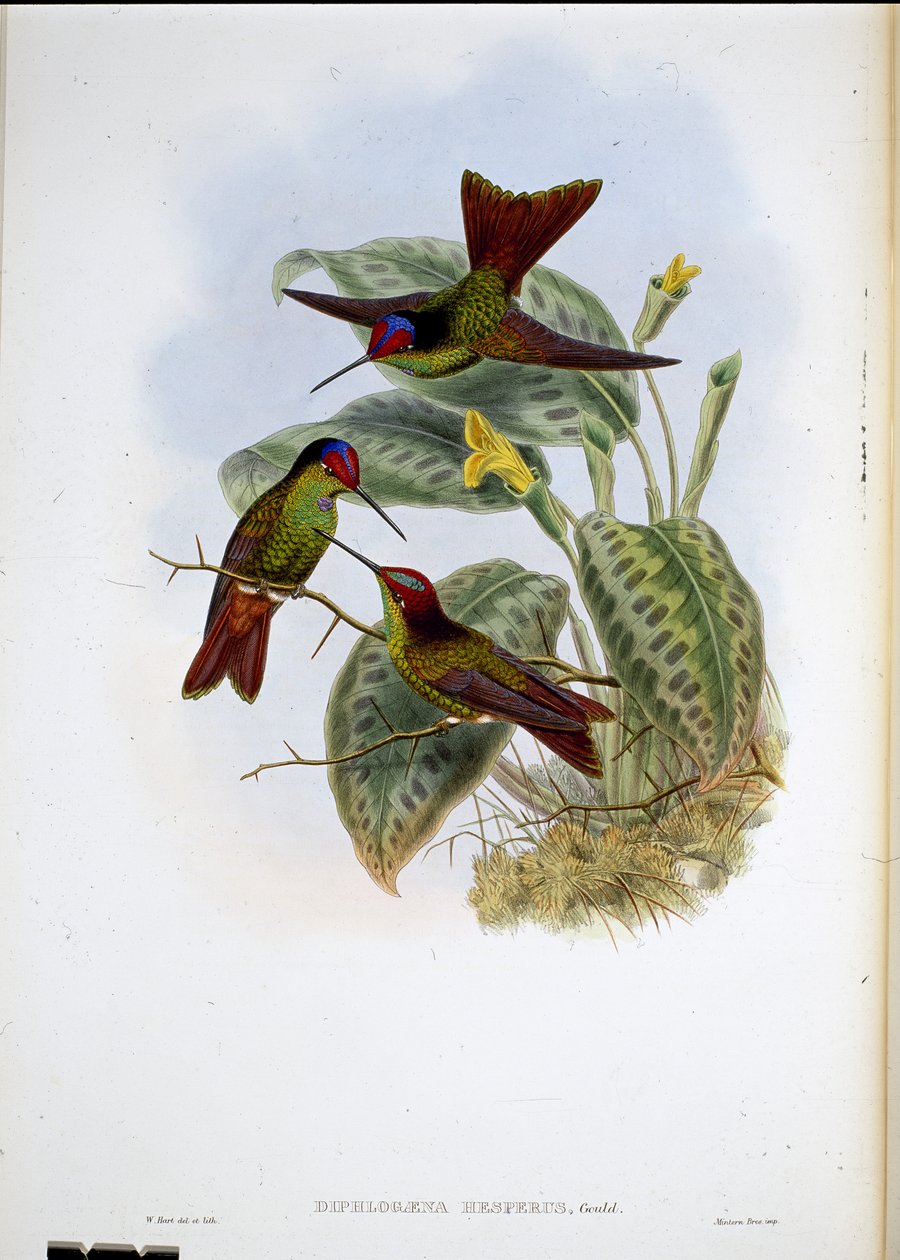 Tęcza ekwadorska (Diphagane Hesperus) (ręcznie kolorowana lito) autorstwa John (after) Gould