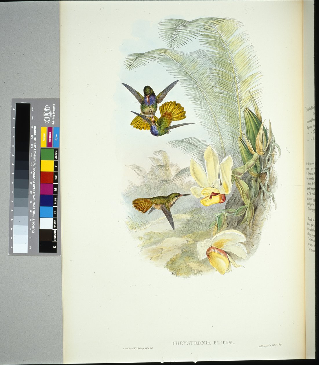 Złoty Ogon Elicii (chrysuronia eliciae) (ręcznie barwiony litho) autorstwa John (after) Gould