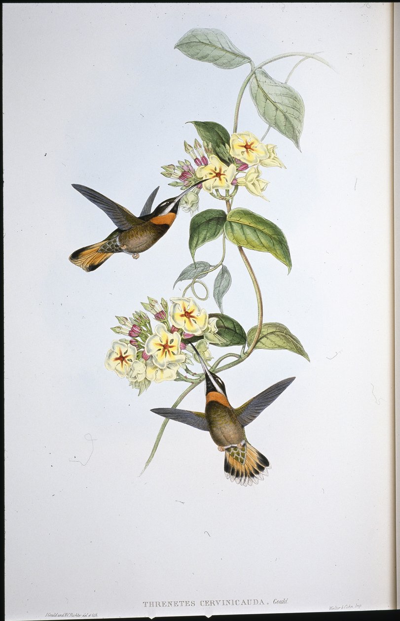 Koliber płowy (Trenetes Cervinicauda) (ręcznie barwiony litho) autorstwa John (after) Gould