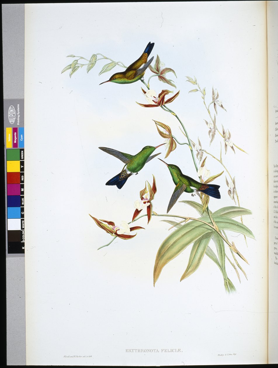 Erythronota Felicji (Erythronota Feliciae) (lito ręcznie kolorowane) autorstwa John (after) Gould