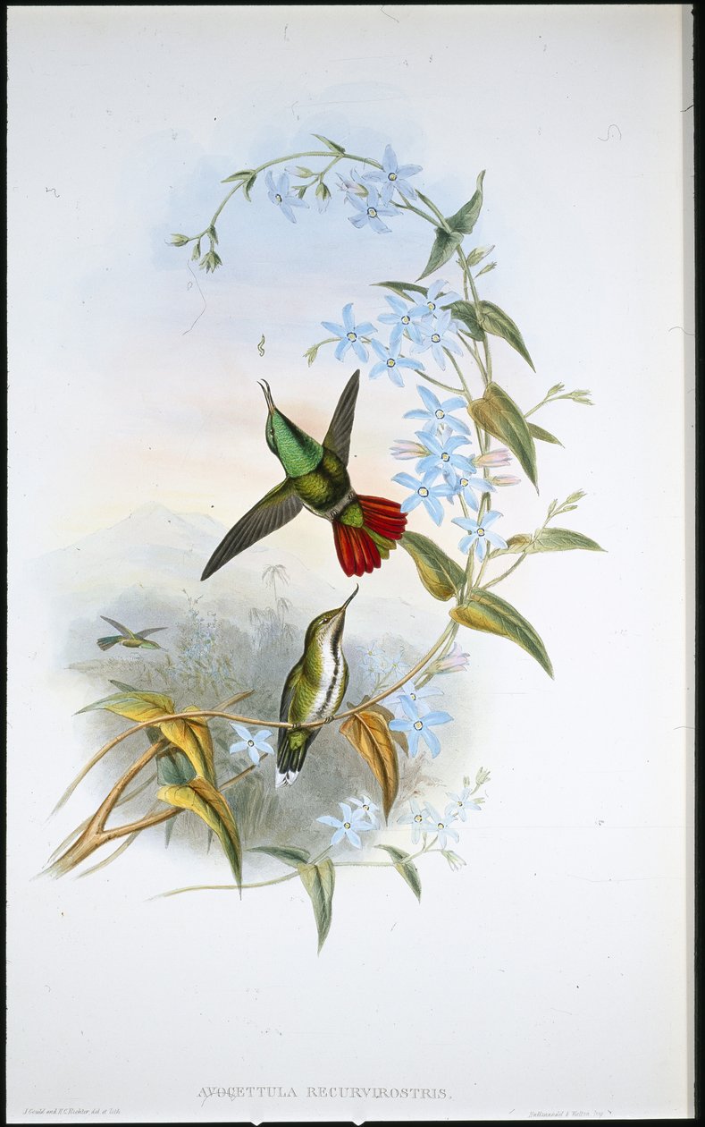 Szaszłyk ognisty (Avocettula Recurvirostris) (ręcznie barwiony litho) autorstwa John (after) Gould
