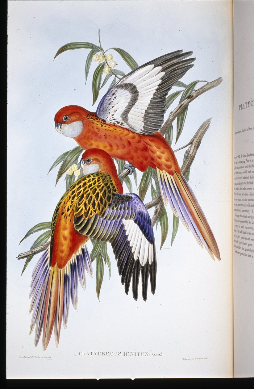 Ognista papuga długoogonowa (platycercus ignitus) (lito ręcznie kolorowane) autorstwa John (after) Gould