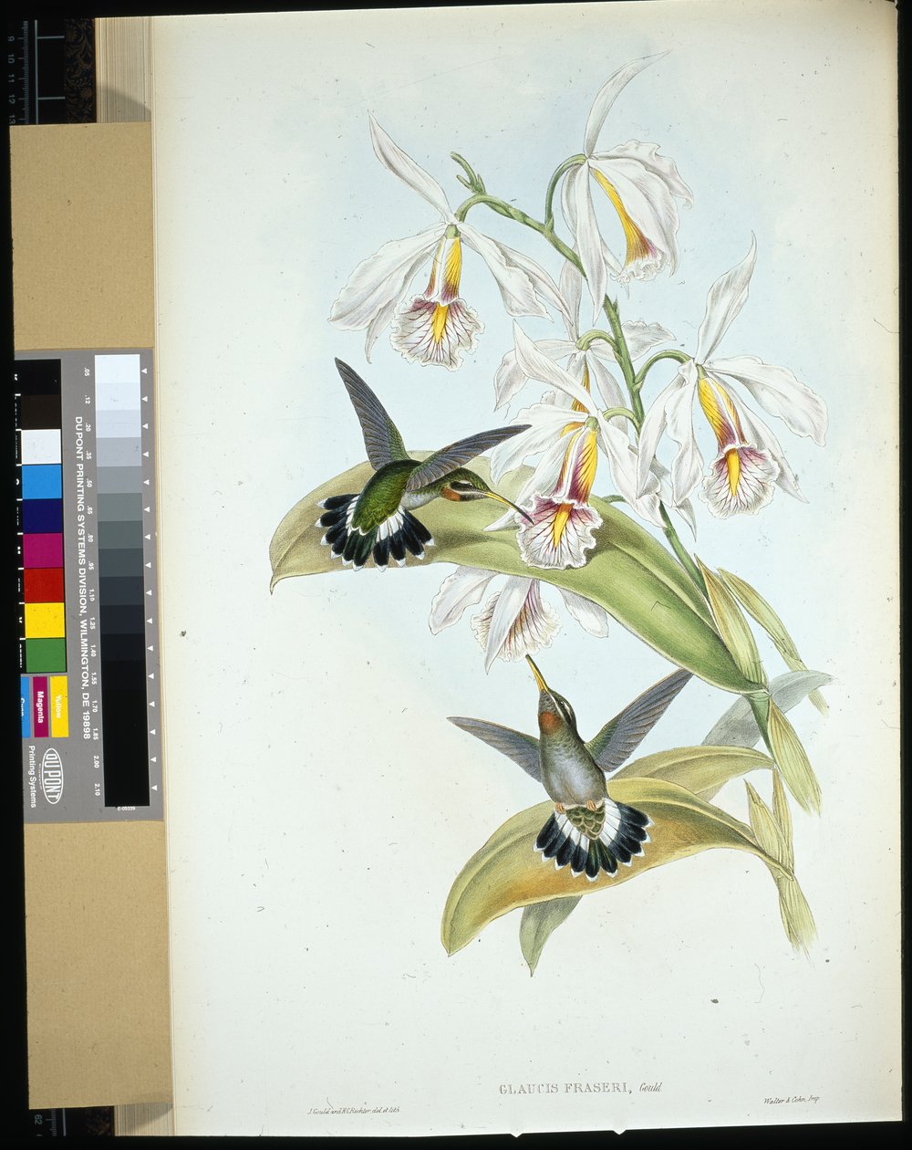 Pustelnik Frasera (Glaucis Fraseri) (ręcznie barwiony lito) autorstwa John (after) Gould