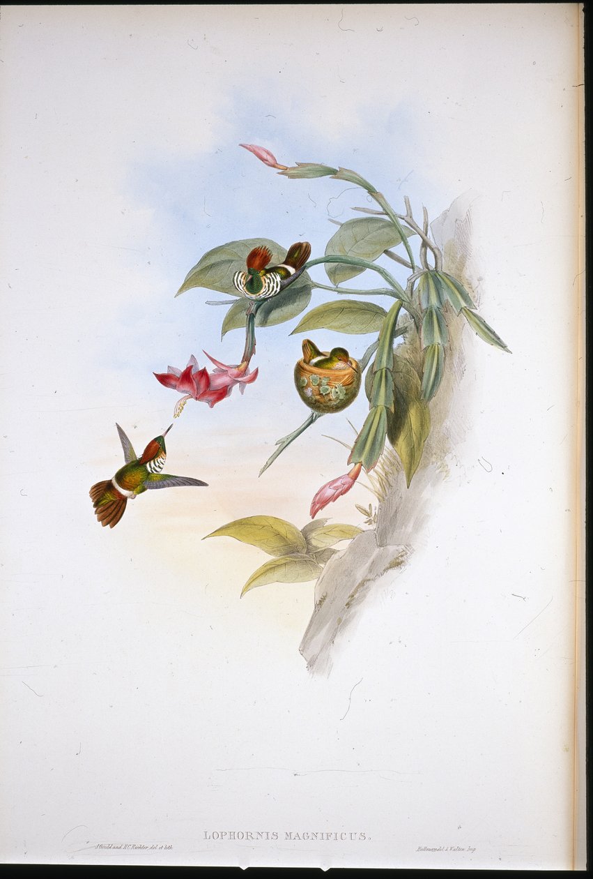 Kokietka Z Falbanką (Lophornis Magnificus) autorstwa John (after) Gould