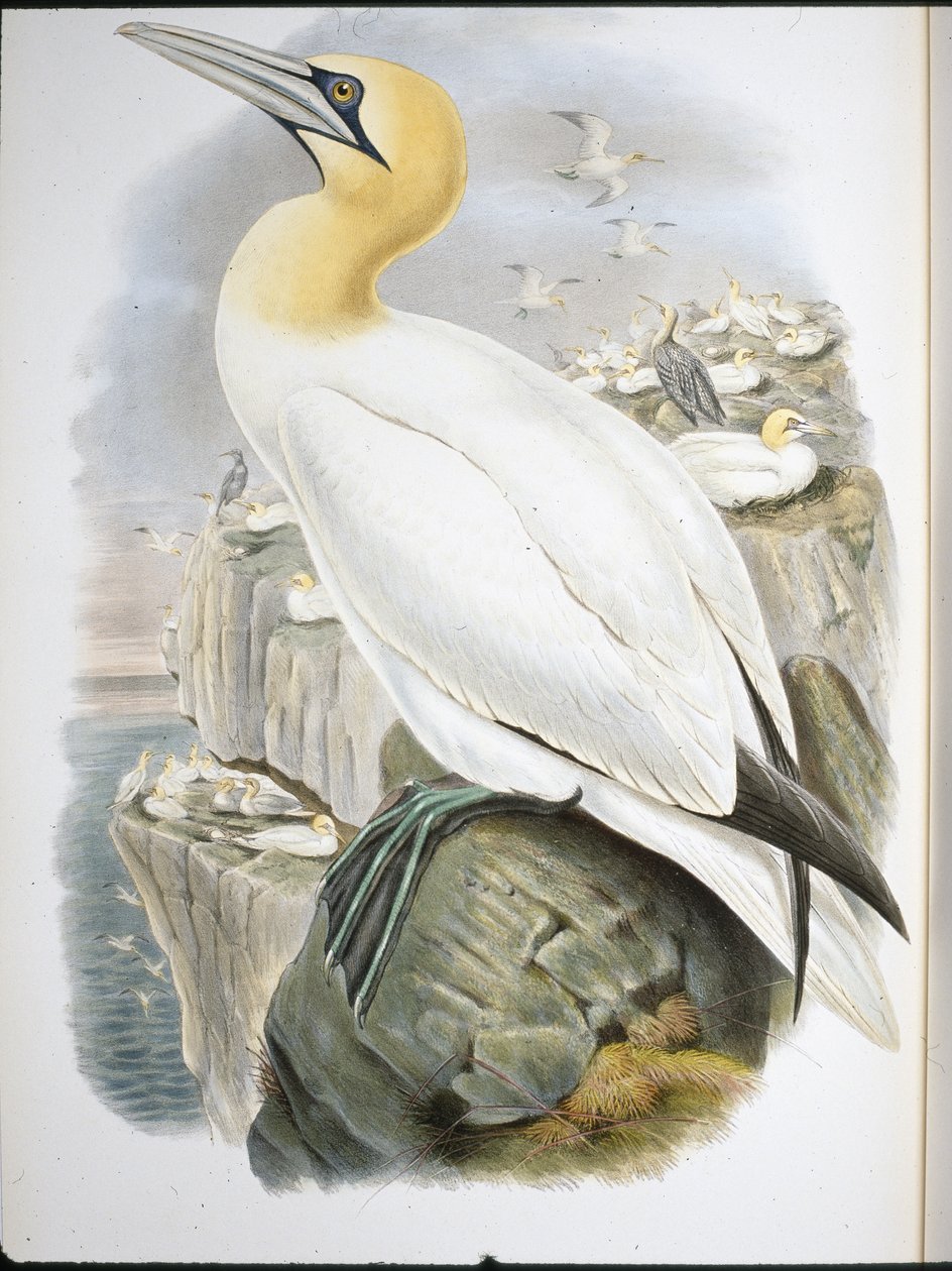Ganet (Sula Bassana) (ręcznie kolorowana lito) autorstwa John (after) Gould