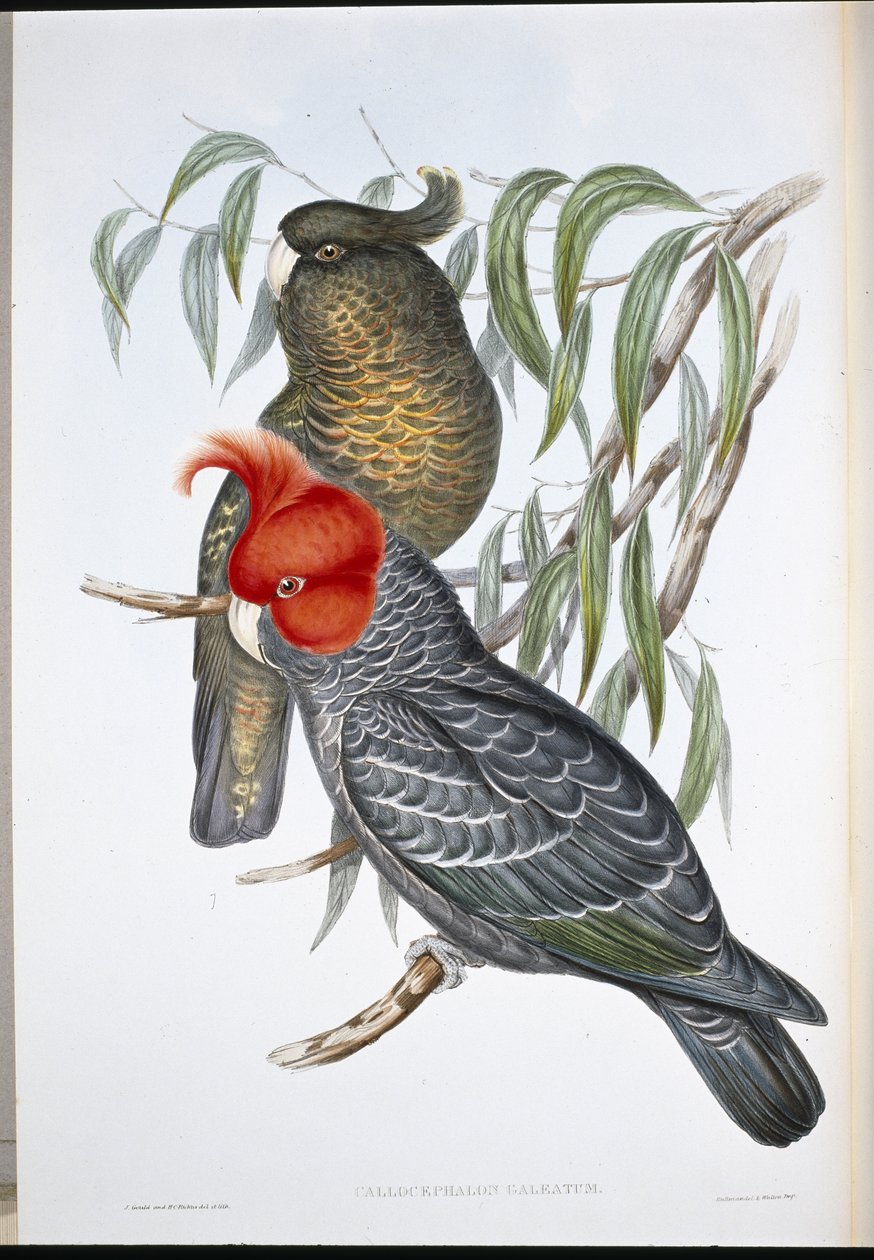 Gang-gang Cockatoo (Callocephalon Galeatum) (litografia ręcznie kolorowana) autorstwa John (after) Gould