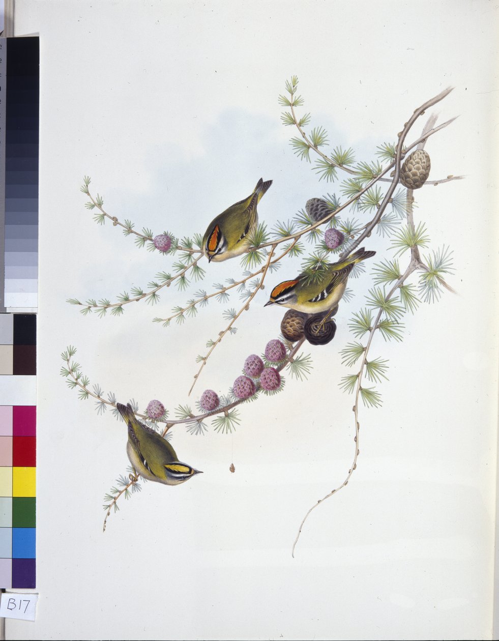 Goldcrest (Ragels Regles) (Ręcznie poukładany lito) autorstwa John (after) Gould