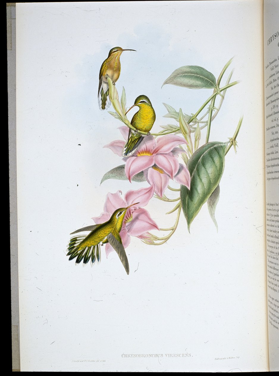 Koliber złocisty (Chryso Bronchus Virescens) (ręcznie barwiony lito) autorstwa John (after) Gould