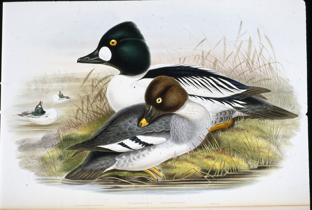 Golden Eye (Clangula Glauciion) (lito ręcznie kolorowane) autorstwa John (after) Gould