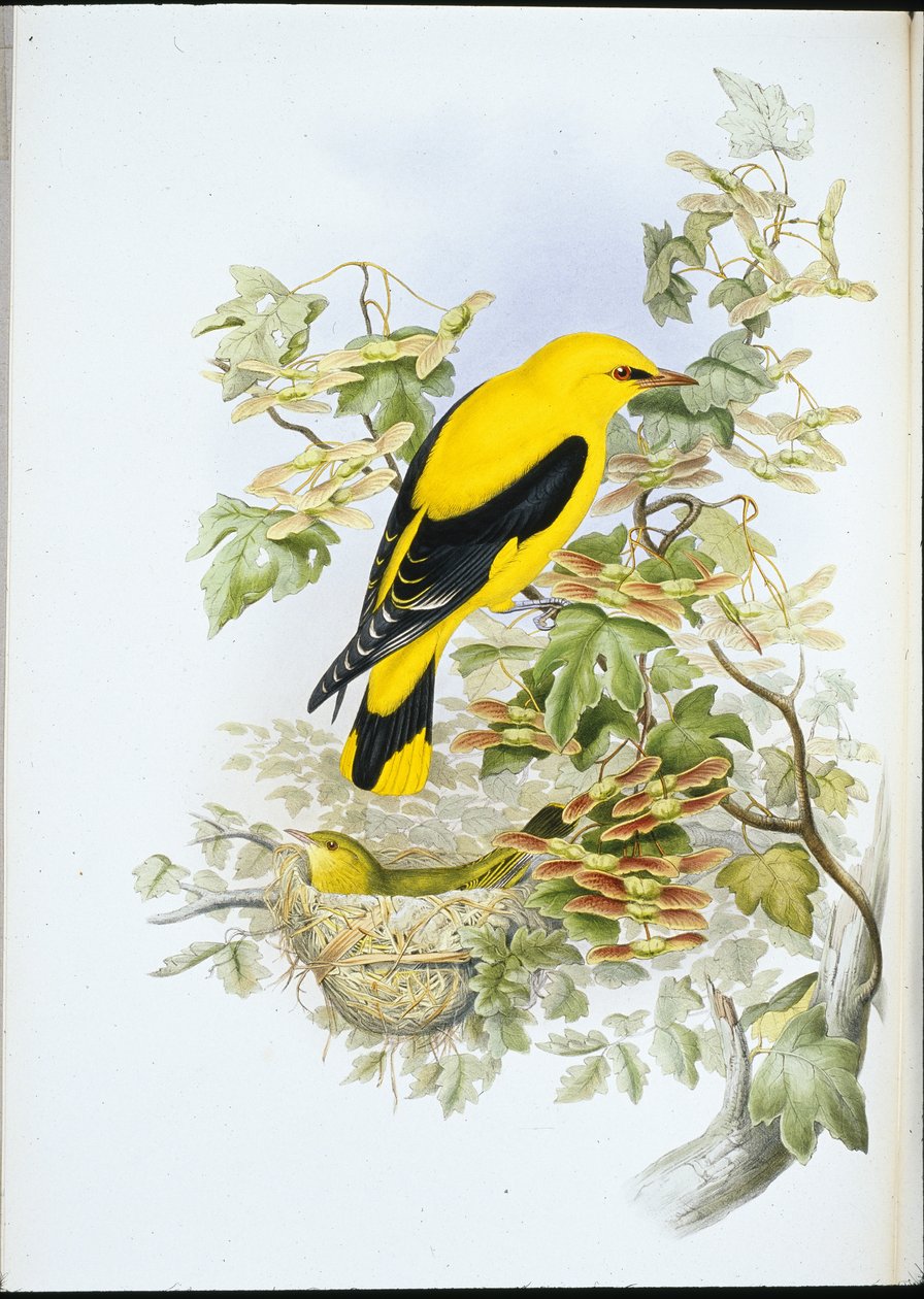 Wilga złota (Oriolus Galbula) (litografia ręcznie kolorowana) autorstwa John (after) Gould