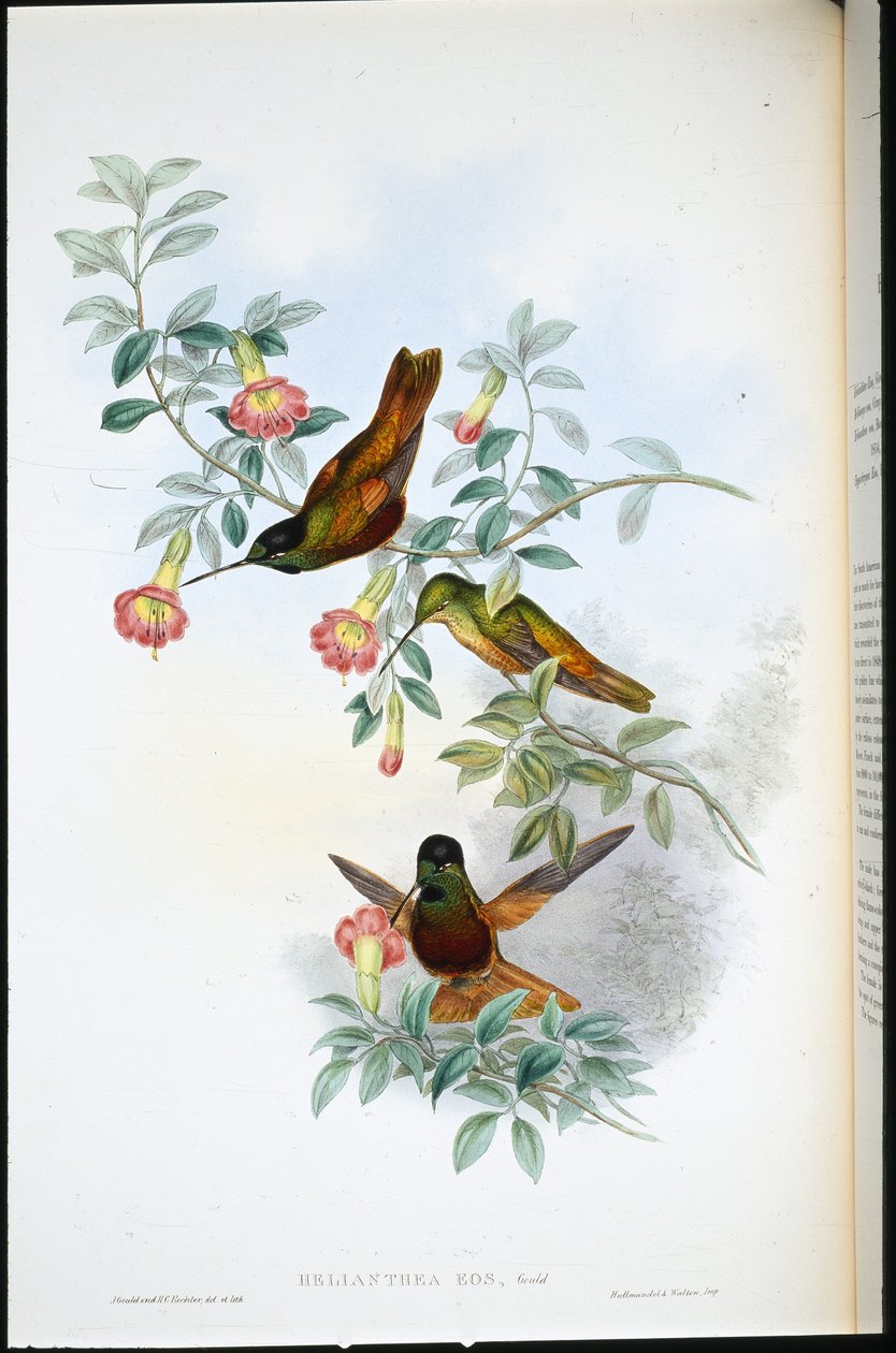 Złota gwiazda-frontlet (Helianthea Eos) (lito ręcznie kolorowane) autorstwa John (after) Gould