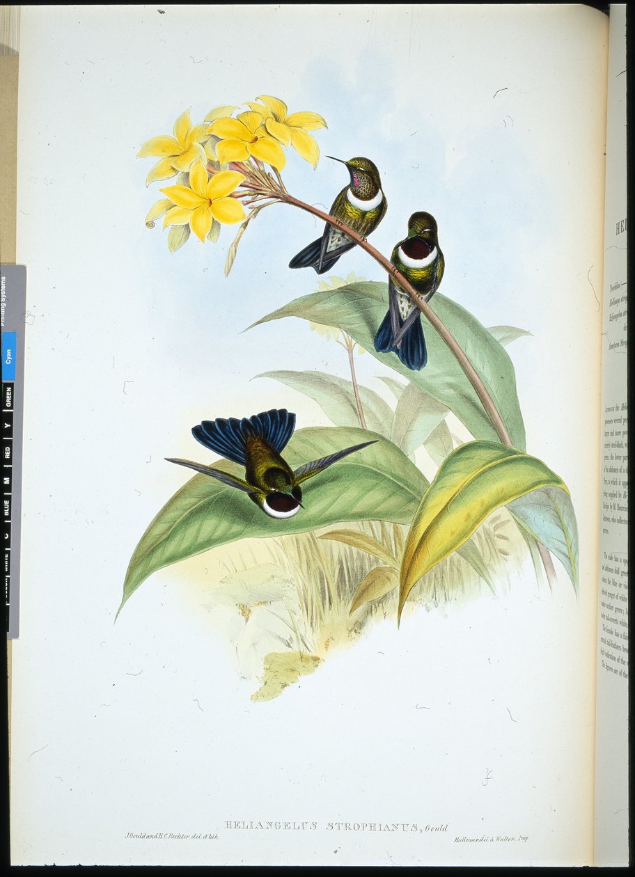 Gorgeted Sun Angel (Heliangelus Strophianus) (ręcznie barwiony lito) autorstwa John (after) Gould