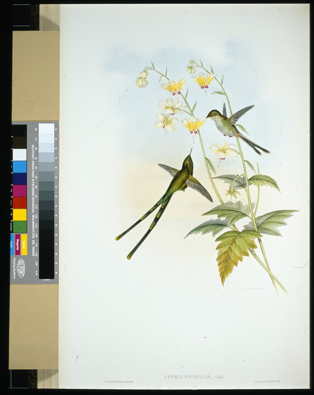 Graceful Train-bearer (lesbia gracilis) (ręcznie barwiony litho) autorstwa John (after) Gould